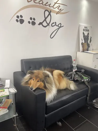 7 - Beauty Dog Hundesalon