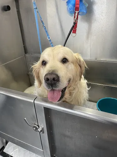 8 - Beauty Dog Hundesalon