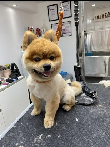 6 - Beauty Dog Hundesalon