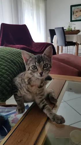 4 - Benedikt F. Linnenbrink