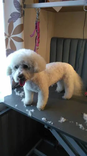 3 - Carols Bonnie Dogs Grooming