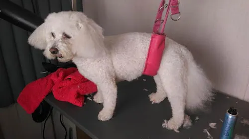 5 - Carols Bonnie Dogs Grooming