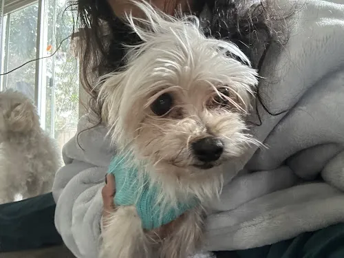 7 - Dog & Cat Veterinary Clinic