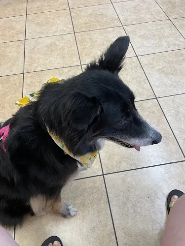 3 - Dog & Cat Veterinary Clinic