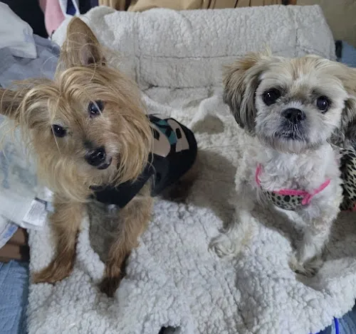 2 - Dog & Cat Veterinary Clinic