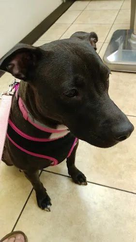 4 - Dog & Cat Veterinary Clinic