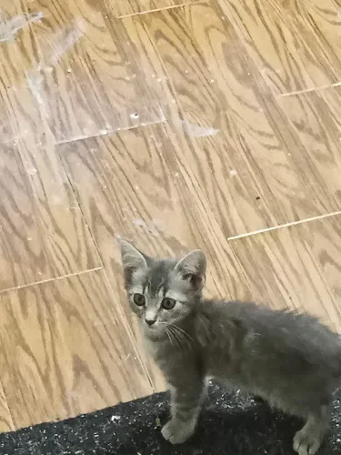 5 - Dog & Cat Veterinary Clinic