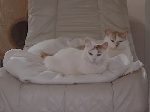 4 - Dr. Cosima Annemüller Tierärztliche Praxis