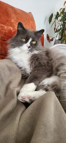 3 - Dr. Cosima Annemüller Tierärztliche Praxis