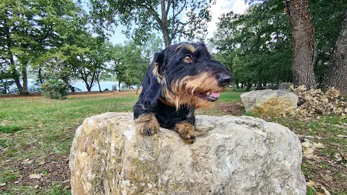 6 - Dr. Cosima Annemüller Tierärztliche Praxis