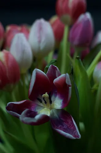 1 - Dr. Marcus und Katrin Roedel