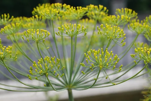 6 - Dr. med. R. Otto