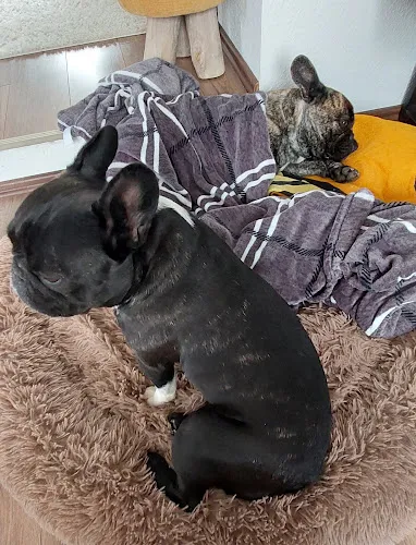 4 - Dr. med. vet. Reinhard Jost Tierarzt