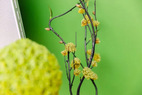 5 - Dr. med. Wolfgang Leifeld