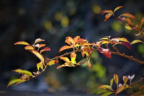 1 - Dr. MULLER Gaetan