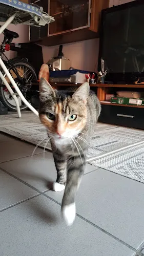 5 - Dr.med. Cord-Ulrich Kütemeyer