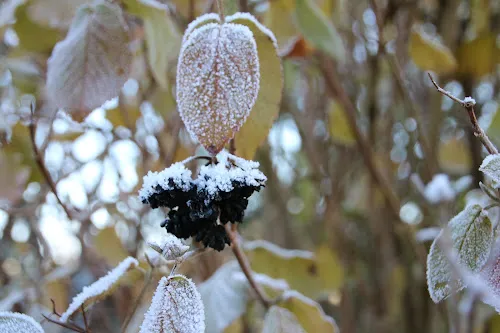 7 - Dr.med.dent. Sylvia Härig