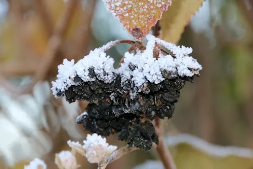 4 - Dr.med.dent. Sylvia Härig
