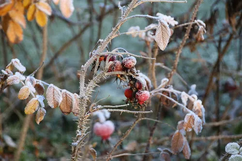 6 - Dr.med.dent. Sylvia Härig