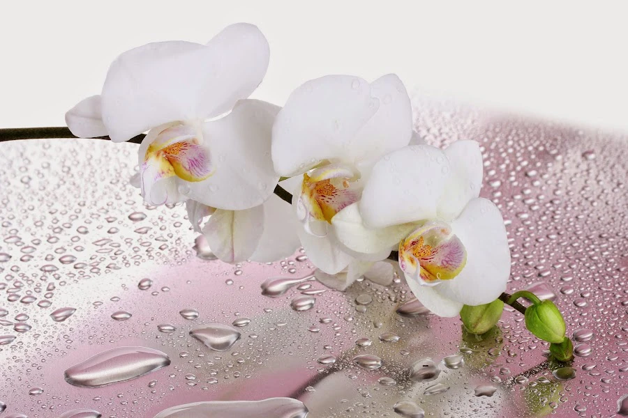 1 - Dr.med.dent.Werner Brommer und Jörg Brommer