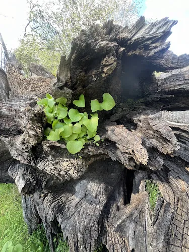 7 - Eli R. Groppo, MD, FACS