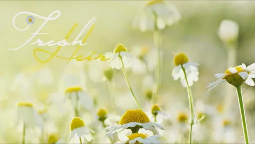 2 - Elliott Hair Designs