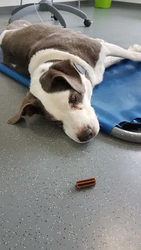 4 - Frau Dr. med. Dagmar Schatz