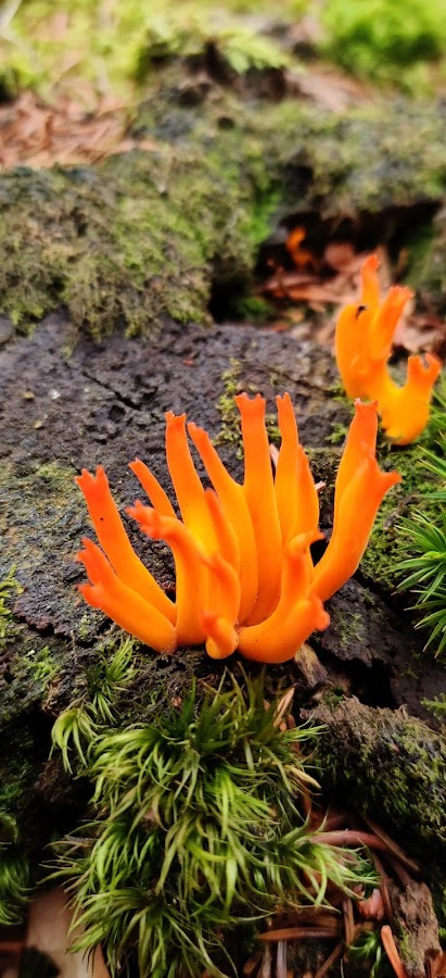 1 - Herr Christian Schwab