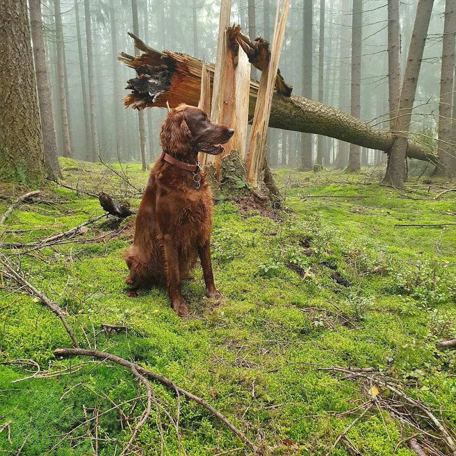 1 - Herr Dr. med. Bernd-Michael Pratsch