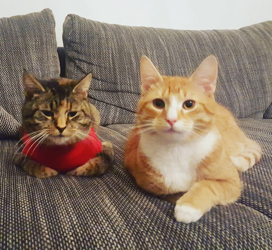 1 - Herr Dr. med. dent. Guido Kemper