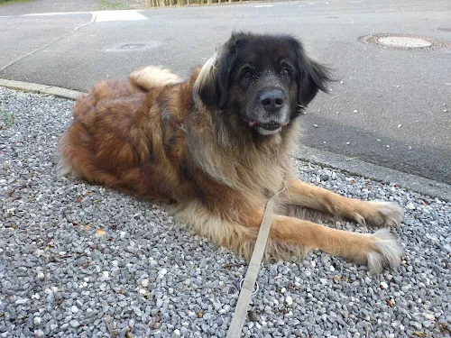 6 - Herr Dr. med. dent. Guido Kemper