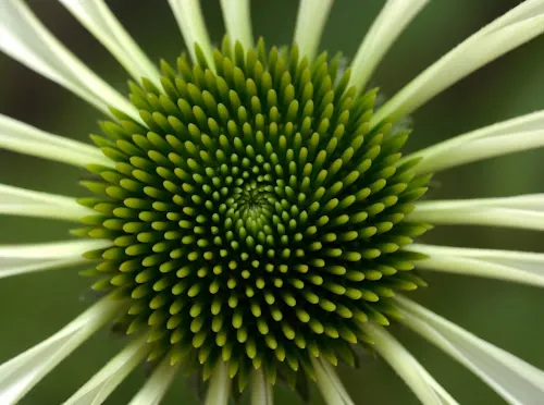 3 - Herr Dr. med. Michael Collatz