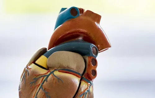 5 - Herr Dr. med. Sepehr Samandari