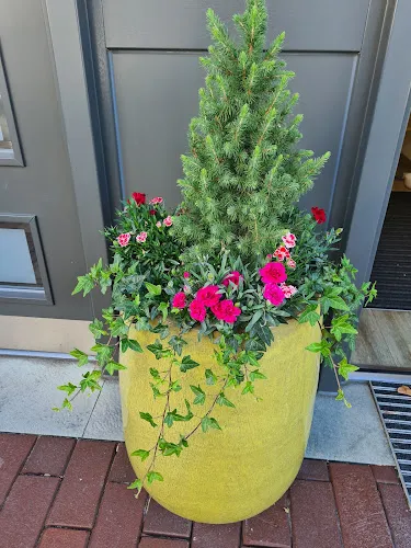 6 - Herr Dr. medic. (IMF Klausenburg) Gavrila Urlea-Albert