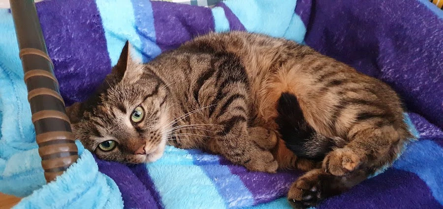 1 - Herr Stefan Rödelbronn