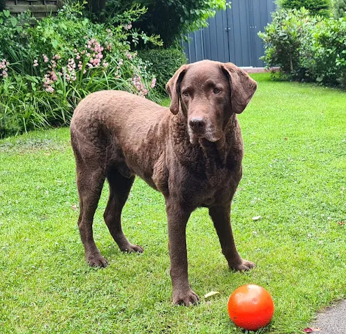 4 - Herr Stefan Rödelbronn