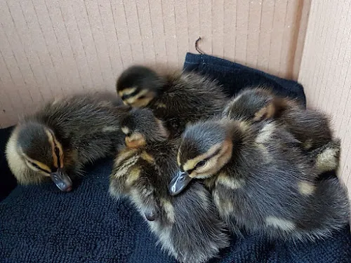 8 - Herr Stefan Rödelbronn