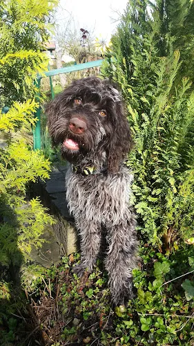 7 - Herr Stefan Rödelbronn