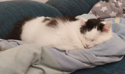 5 - Herr Sven Andrejewski