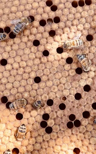 3 - Honig aus eigener Imkerei Yvonne Heinzinger