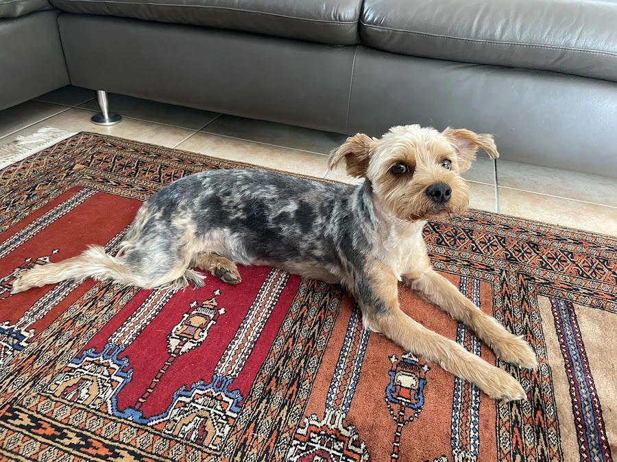 1 - Hundesalon Deggendorf / Hundesalon Ella