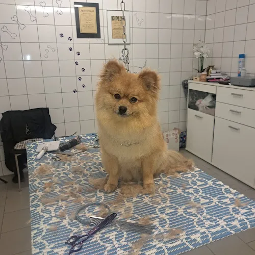 5 - Hundesalon Deggendorf / Hundesalon Ella