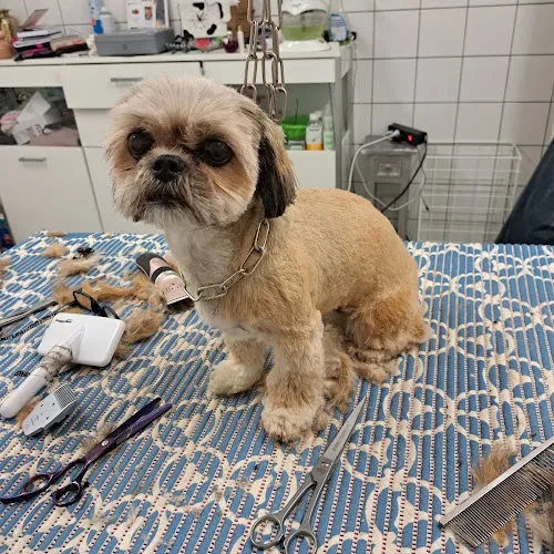 2 - Hundesalon Deggendorf / Hundesalon Ella