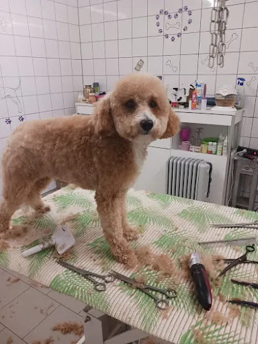 6 - Hundesalon Deggendorf / Hundesalon Ella