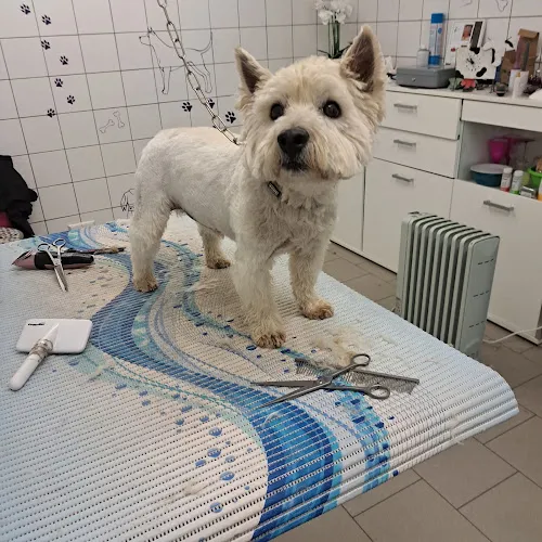8 - Hundesalon Deggendorf / Hundesalon Ella