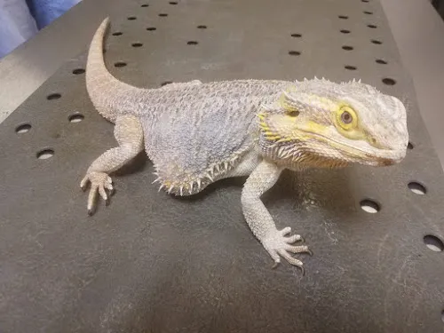 2 - Kleintierpraxis Dr. med. vet. Mahdi