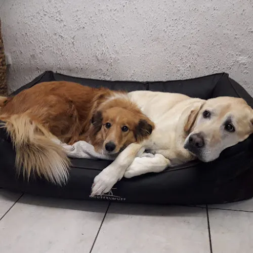 1 - Kraft-Fahrzeug Zepnek