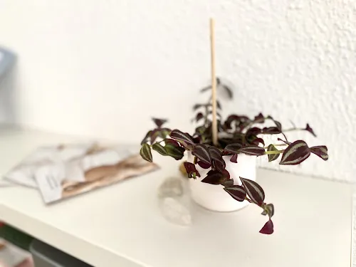 3 - Malò Beauty Studio OG