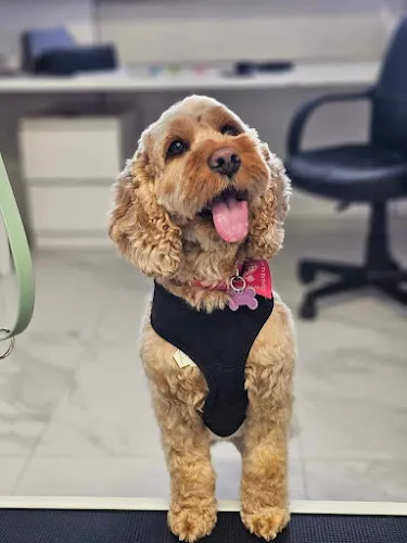 6 - Pet Beauty & SPA House