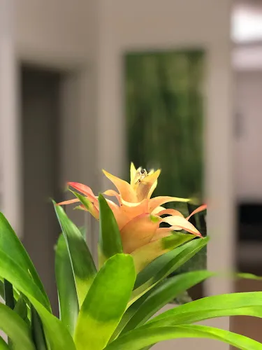 8 - Praxis F. Narchi